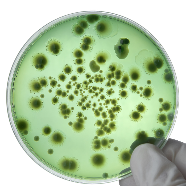 Criterios microbiológicos en la industria alimentaria